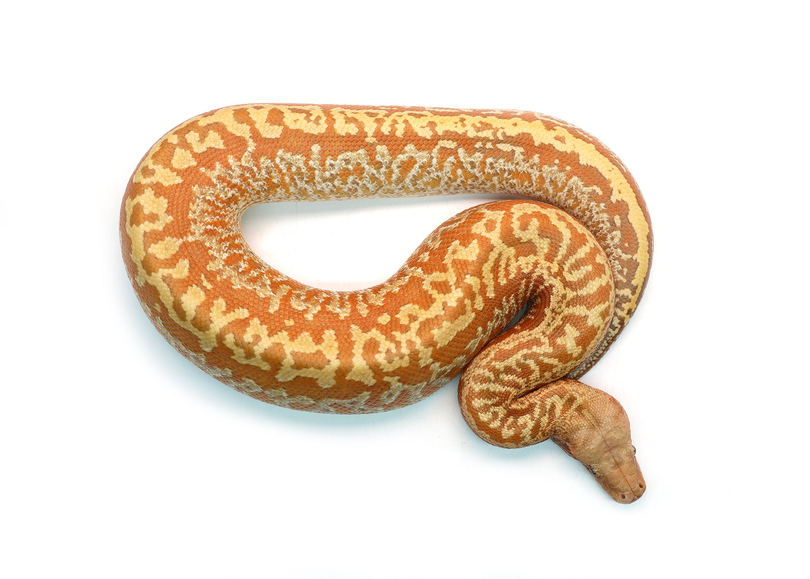 Female Batik T+ Blood Python