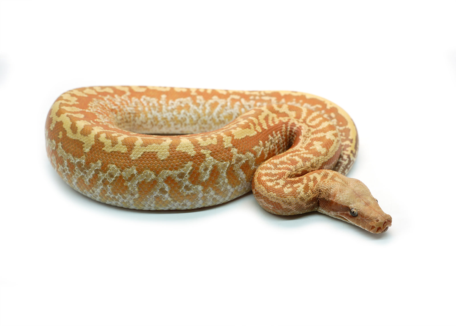 Female Batik T+ Blood Python