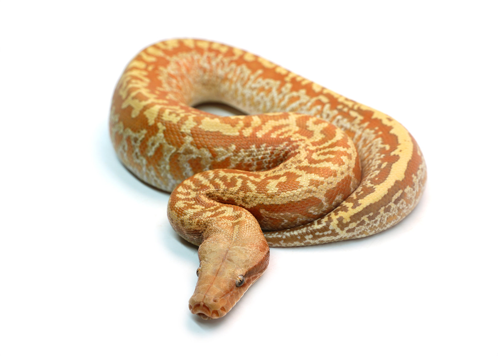 Female Batik T+ Blood Python