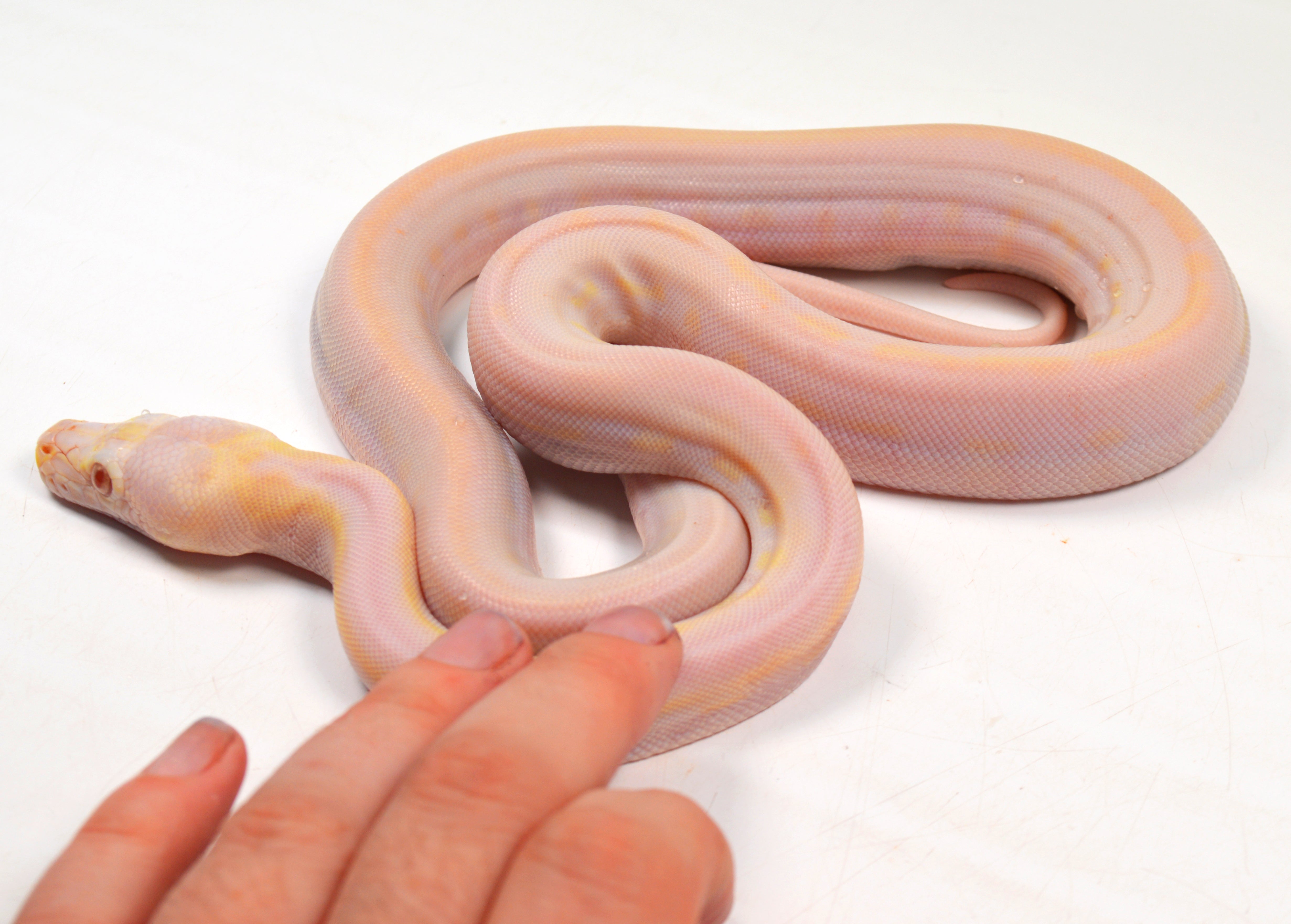 "Angus" 2024 CBB Male Purple Albino Motley Cow Possible Marble Reticulated Python