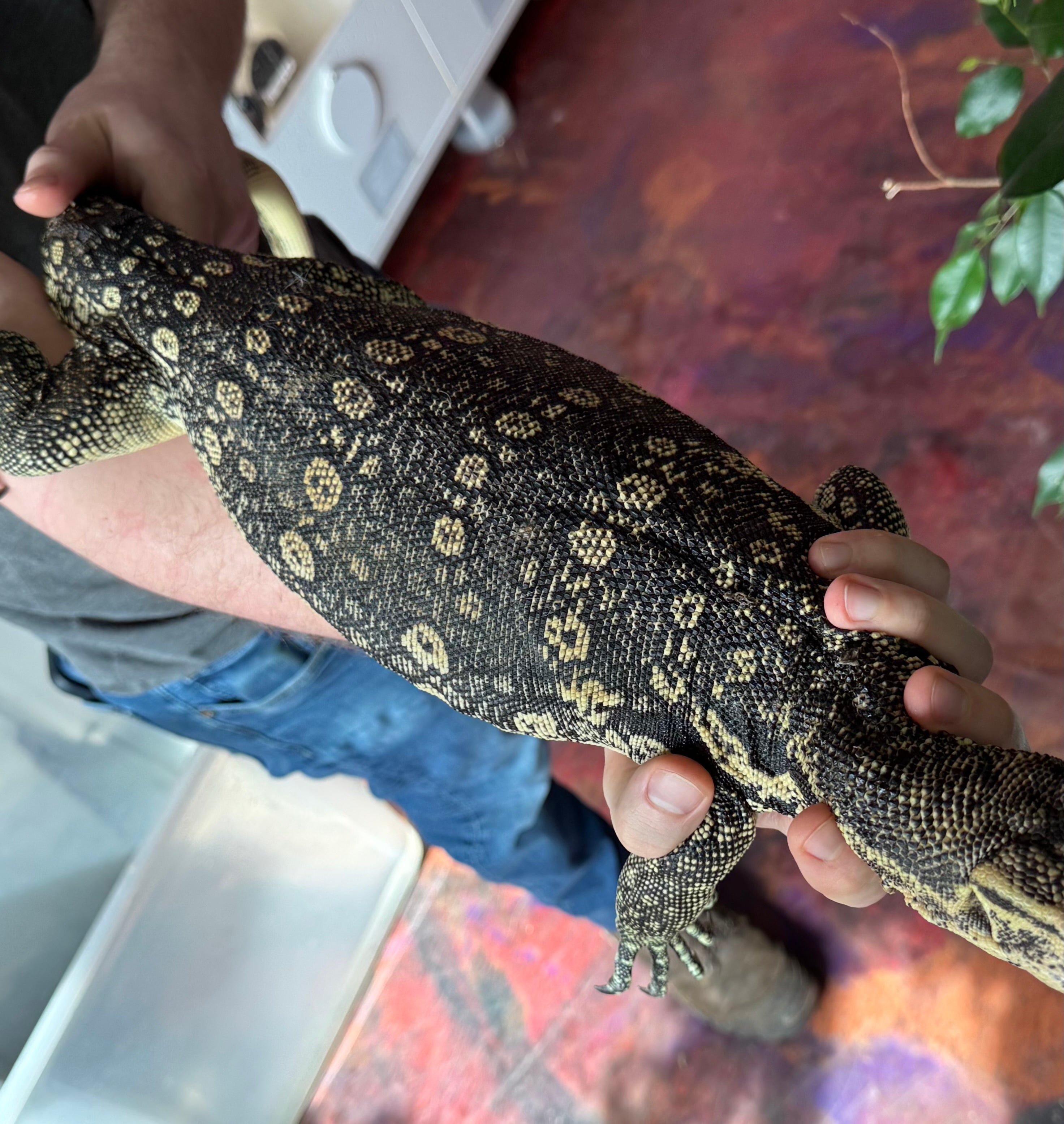 2023 “Flash” x Hypo Celebensis Water Monitor