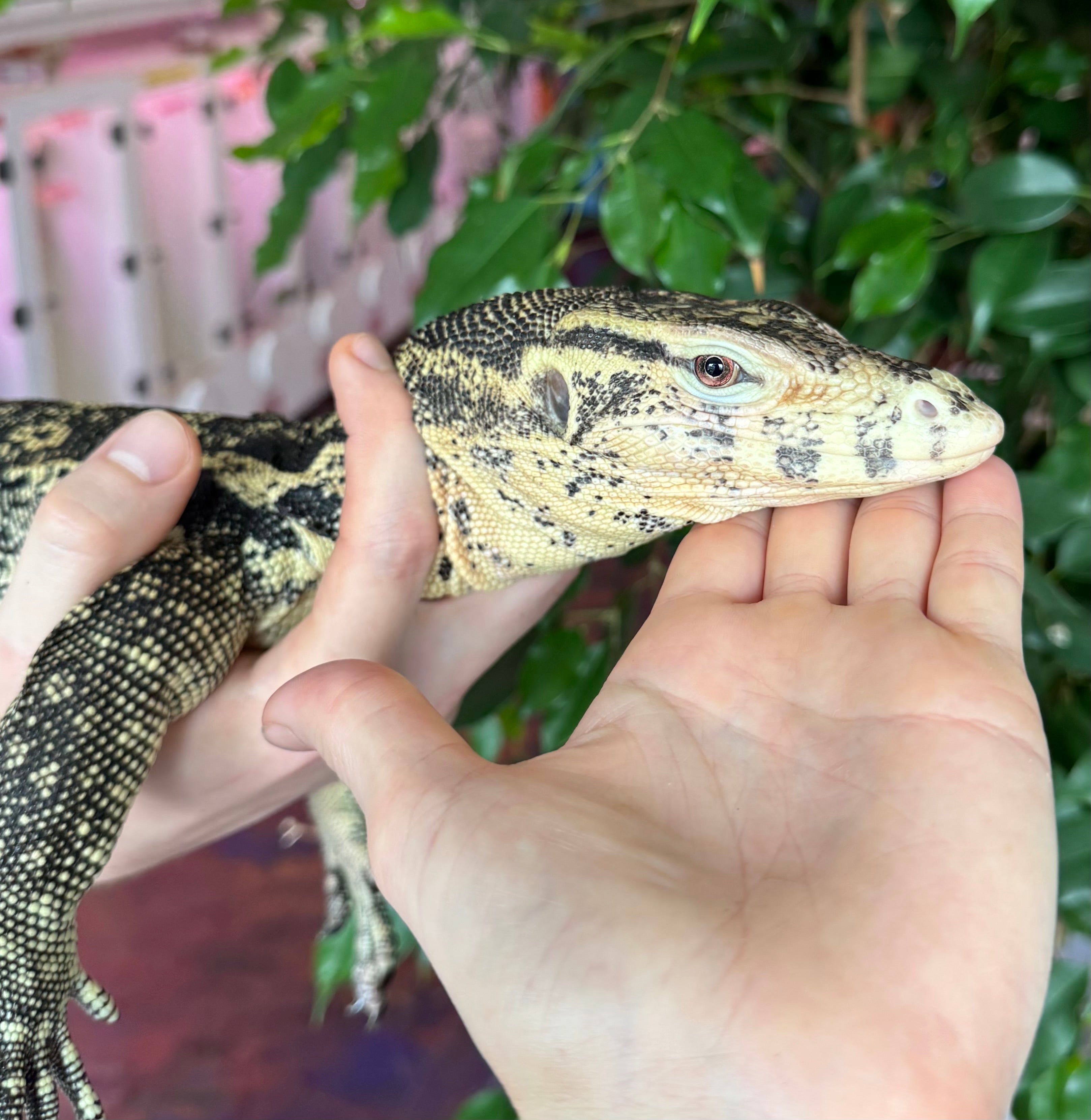 2023 “Flash” x Hypo Celebensis Water Monitor