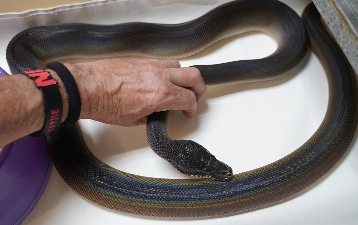 Female Adult Southern Black White Lipped Python - D'Alberts