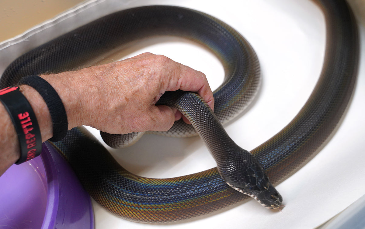 Female Adult Southern Black White Lipped Python - D'Alberts
