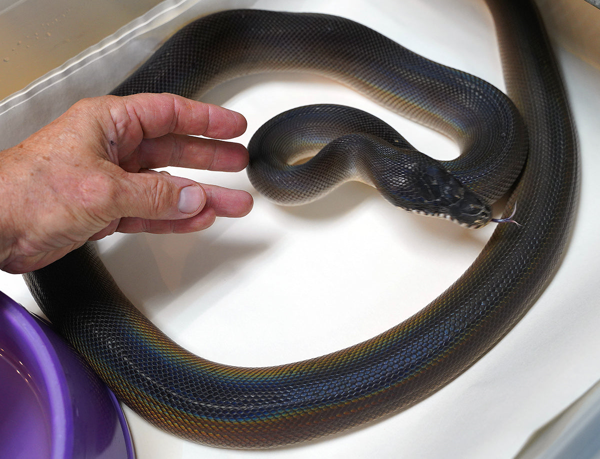 Female Adult Southern Black White Lipped Python - D'Alberts