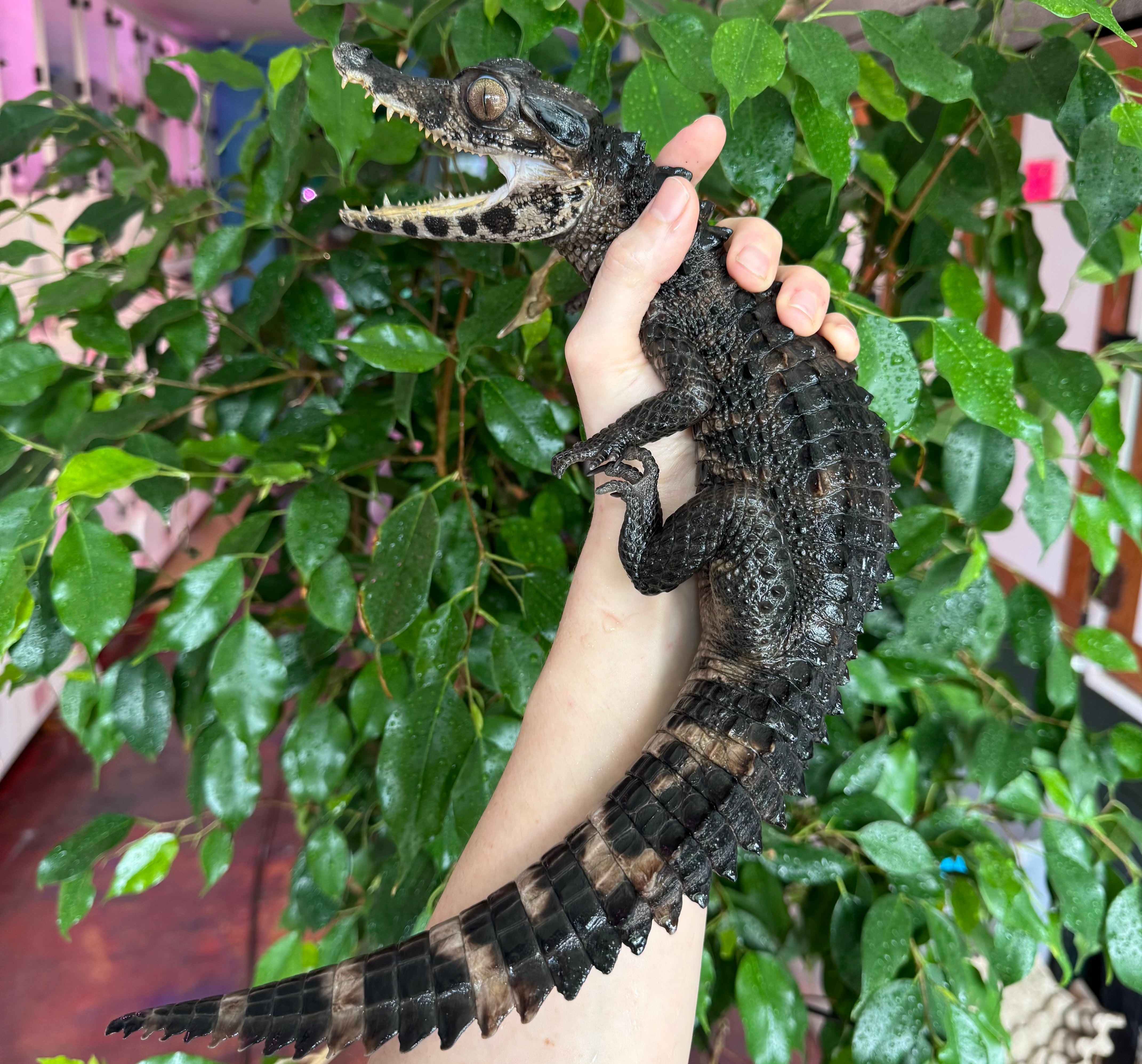 CB Smooth-Fronted Caiman