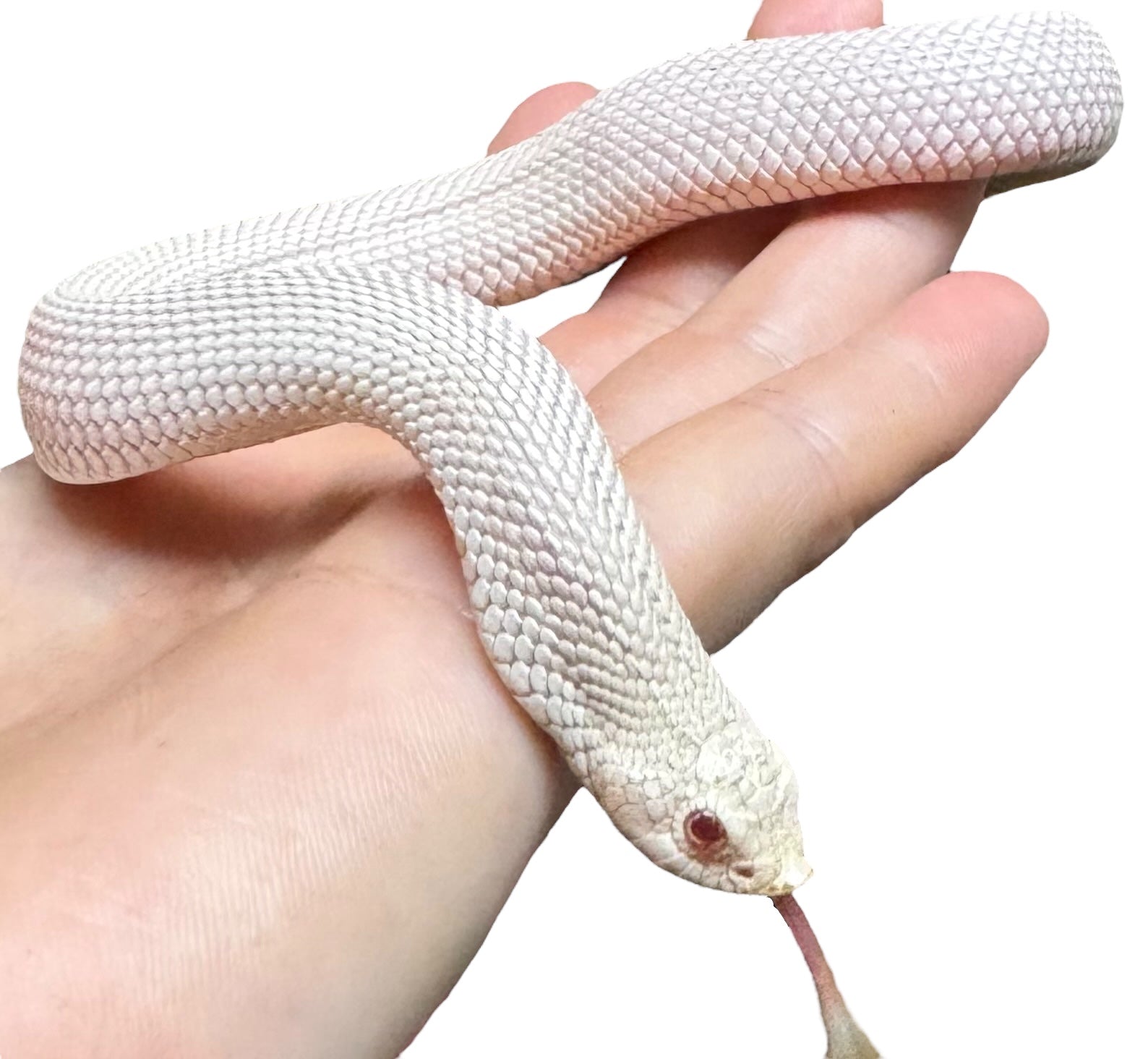 2024 Male Super Yeti Western Hognose (Heterodon nasicus)