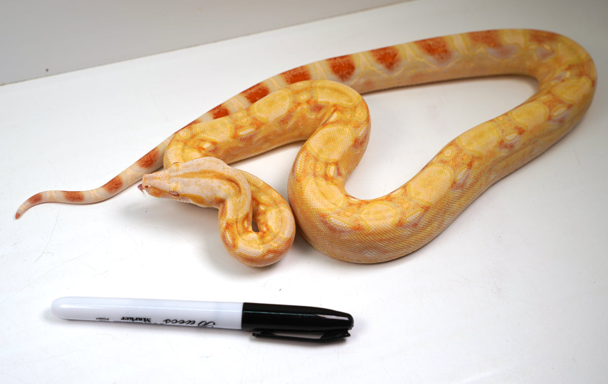SALE! 2021 (Updated) Male Lipstick Albino Jungle IMG Boa Constrictor.