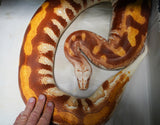 Load image into Gallery viewer, Female Het TNegative Albino Blood Python - Ultra Red Stock