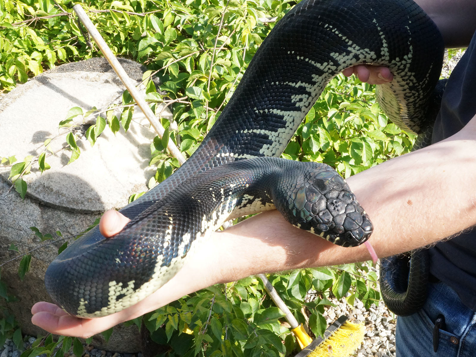 Adult Boelen's Python