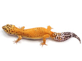 Load image into Gallery viewer, Adult Female Tangerine Leopard Gecko. 