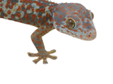 Load image into Gallery viewer, Adult Male Paradox Tokay Gecko