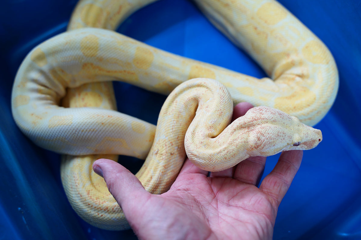 Female Kahl Albino Aztec Boa Constrictor - Coral Albino Line