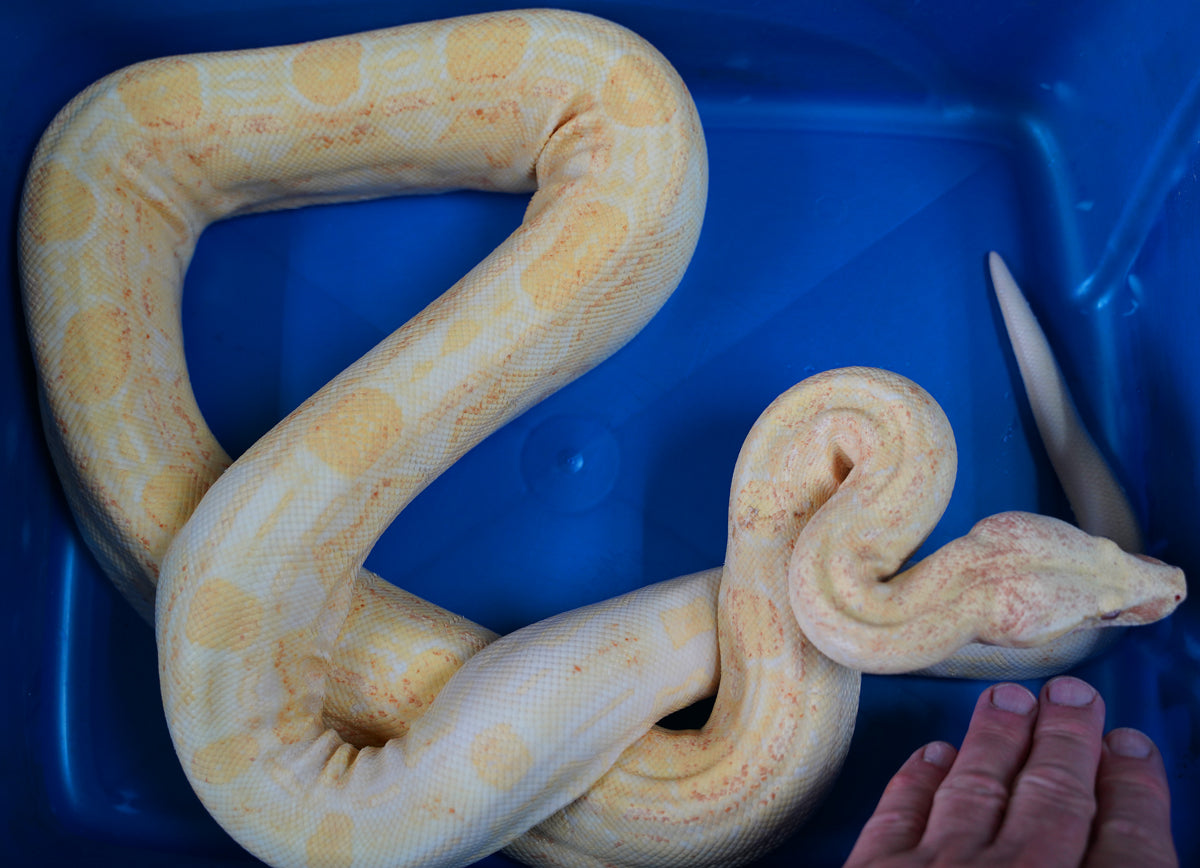 Female Kahl Albino Aztec Boa Constrictor - Coral Albino Line