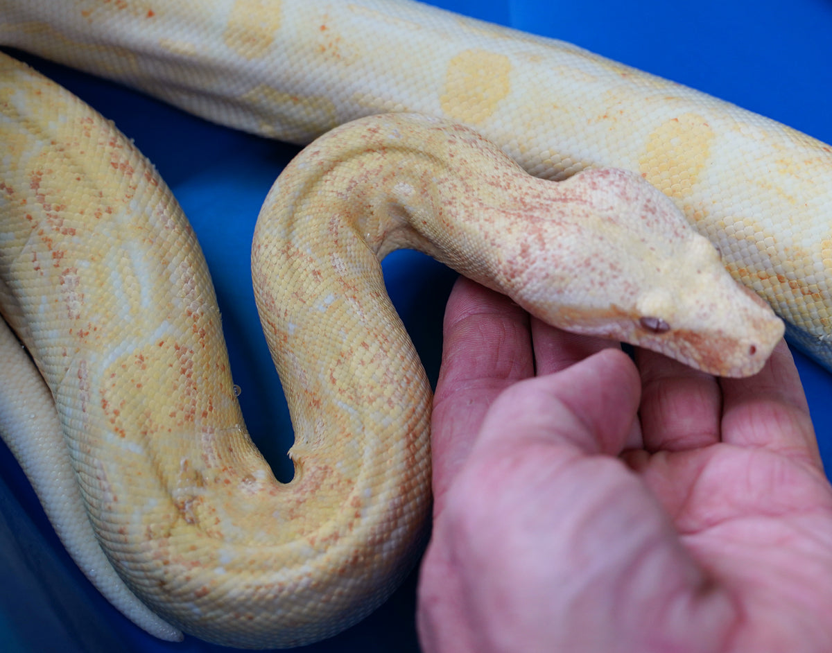 Female Kahl Albino Aztec Boa Constrictor - Coral Albino Line