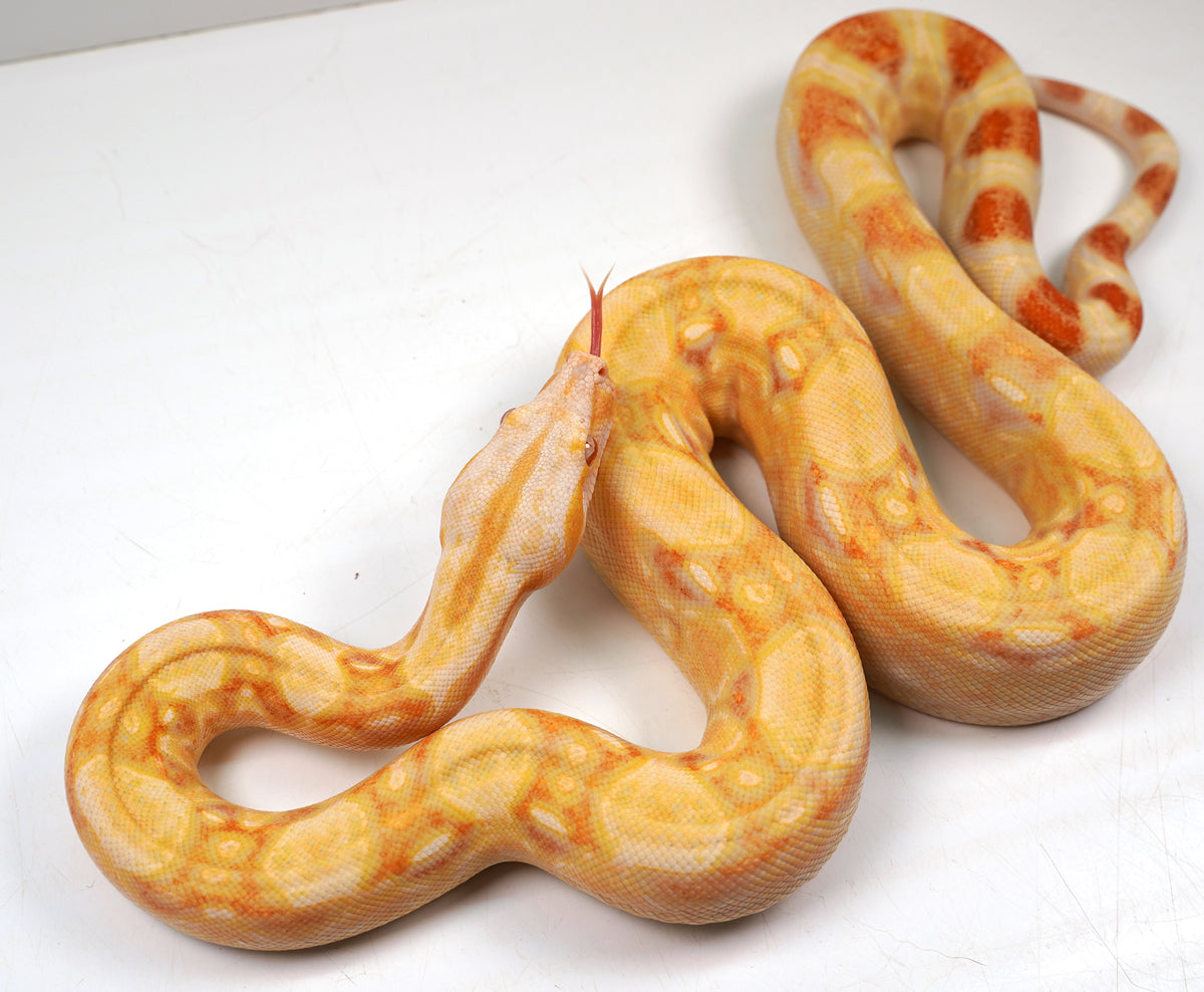 SALE! 2021 (Updated) Male Lipstick Albino Jungle IMG Boa Constrictor.