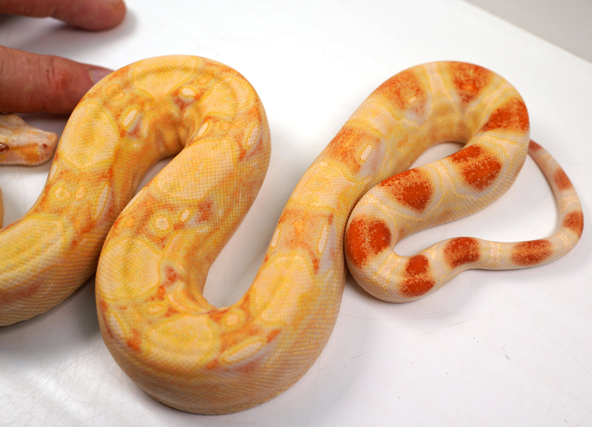 SALE! 2021 (Updated) Male Lipstick Albino Jungle IMG Boa Constrictor.