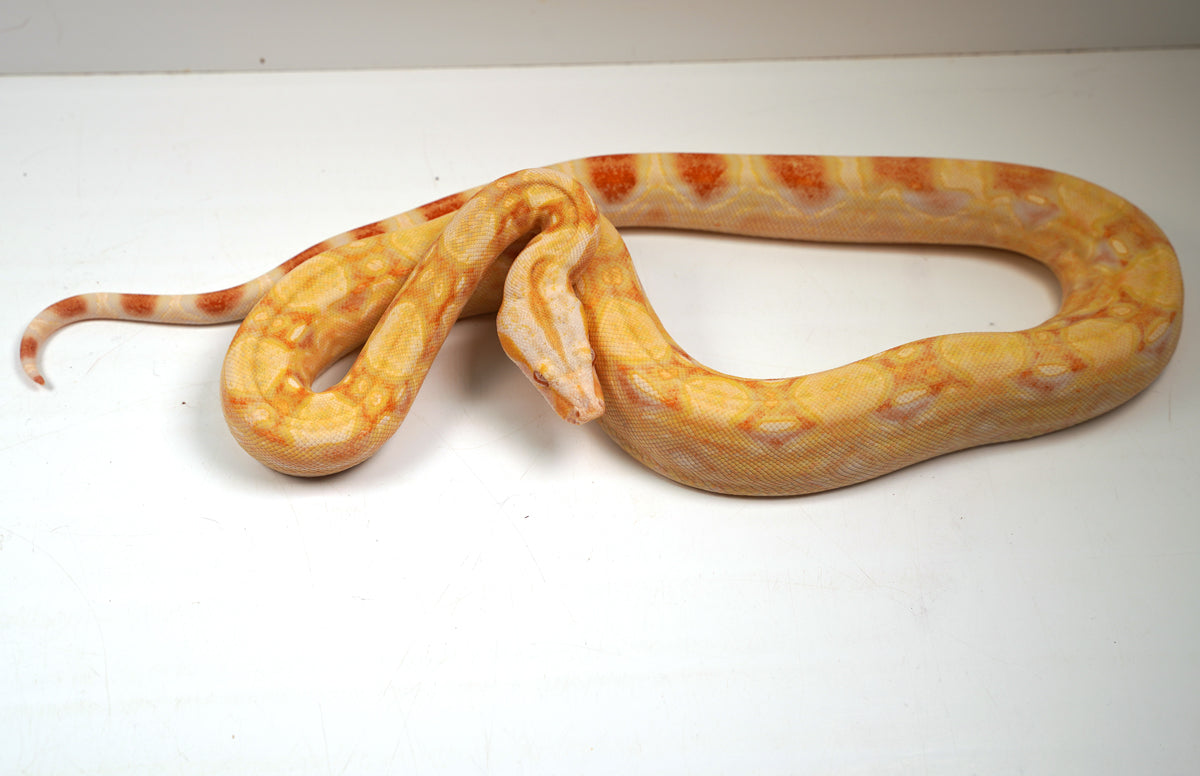SALE! 2021 (Updated) Male Lipstick Albino Jungle IMG Boa Constrictor.
