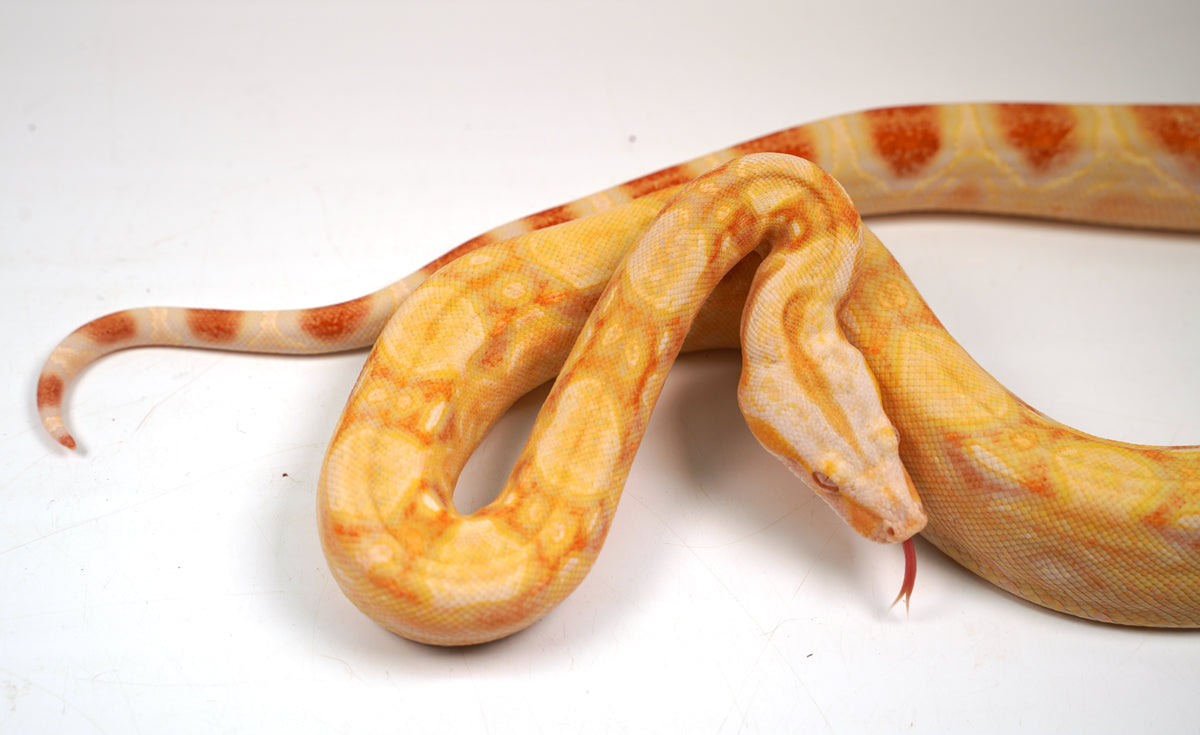 SALE! 2021 (Updated) Male Lipstick Albino Jungle IMG Boa Constrictor.
