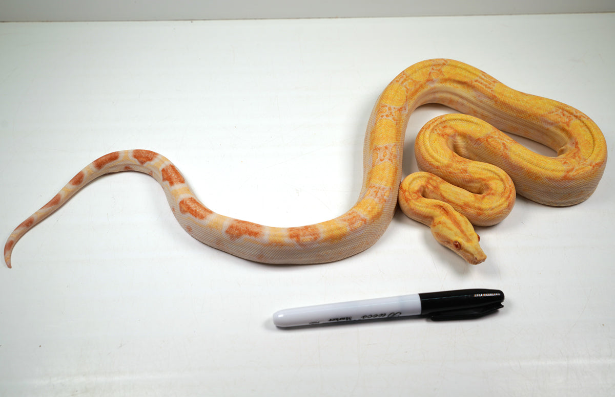 SALE! 21' (Updated) Male Lipstick Albino IMG Jungle Boa Constrictor (WOW).