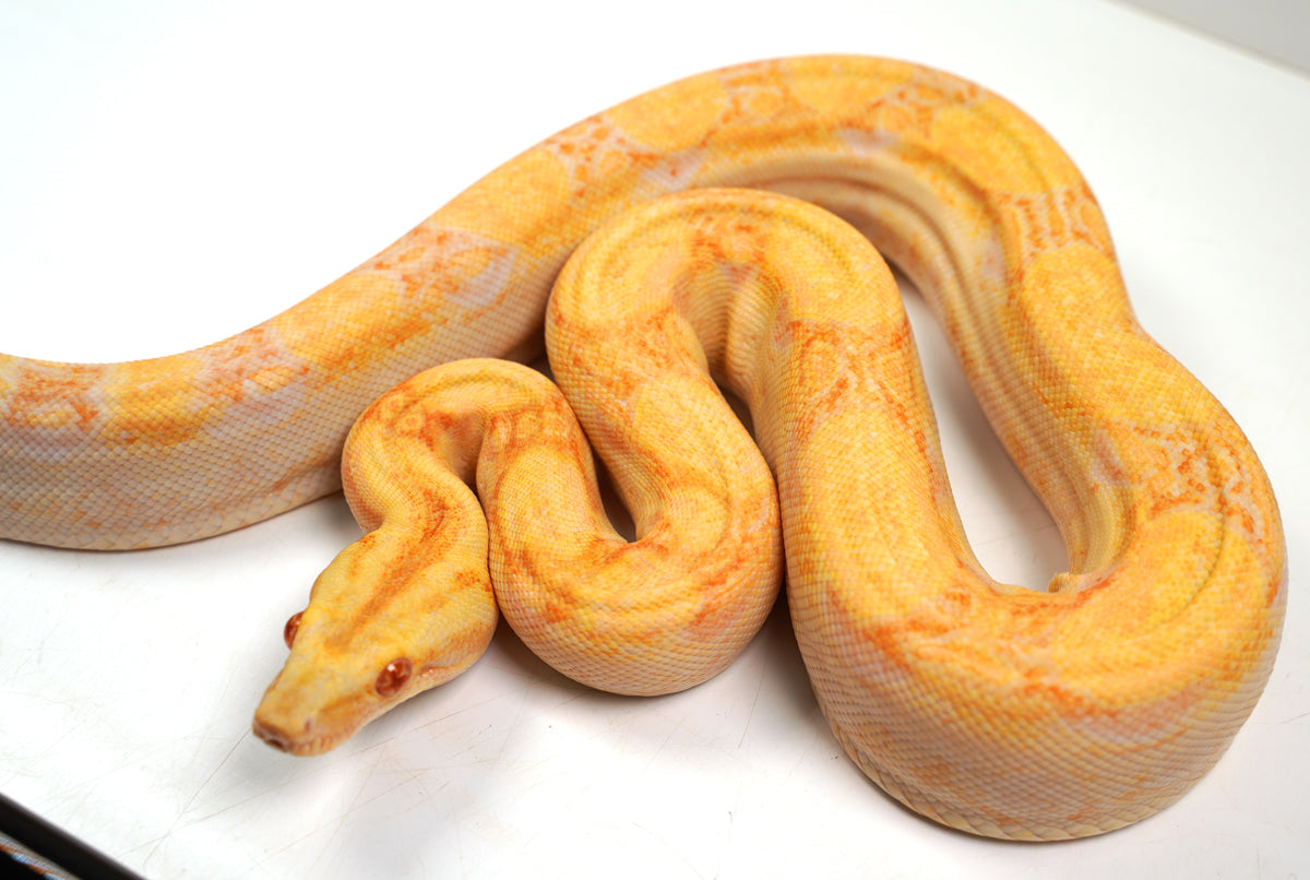SALE! 21' (Updated) Male Lipstick Albino IMG Jungle Boa Constrictor (WOW).