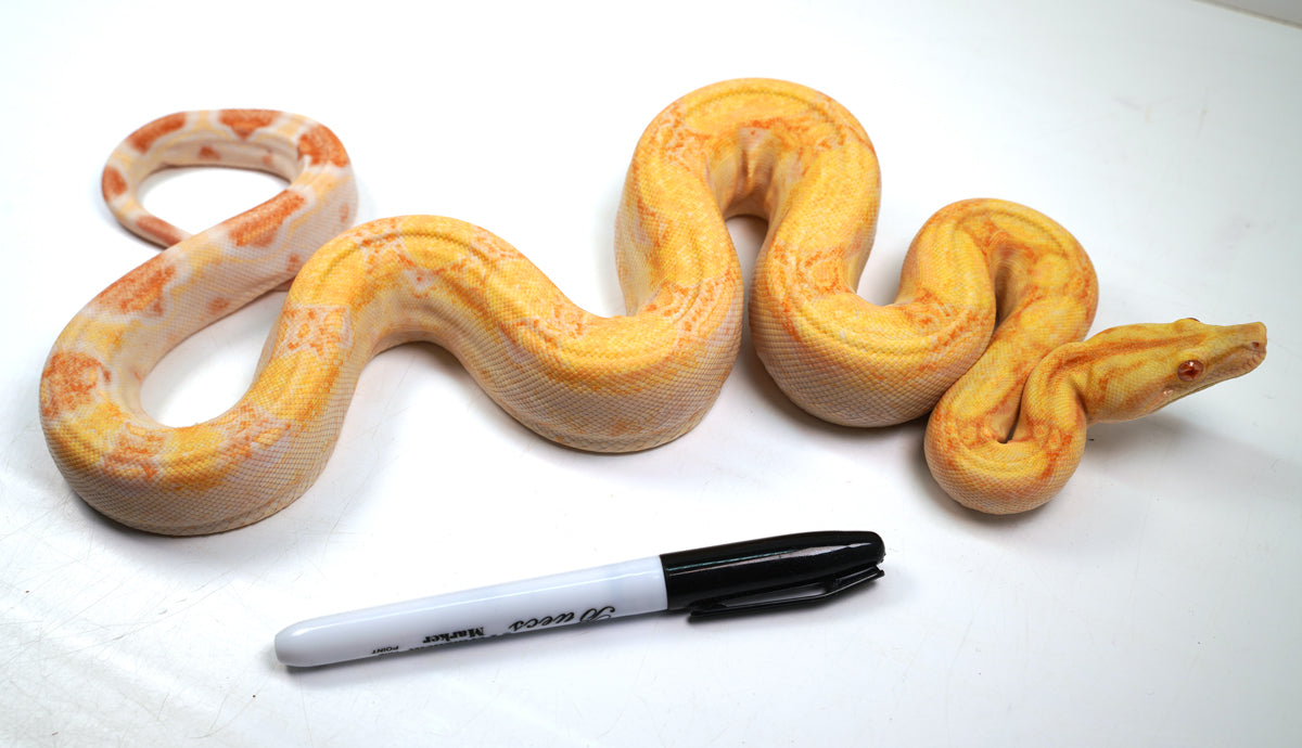 SALE! 21' (Updated) Male Lipstick Albino IMG Jungle Boa Constrictor (WOW).
