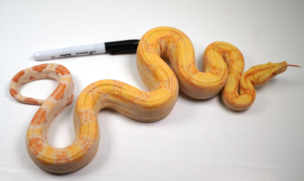 SALE! 21' (Updated) Male Lipstick Albino IMG Jungle Boa Constrictor (WOW).