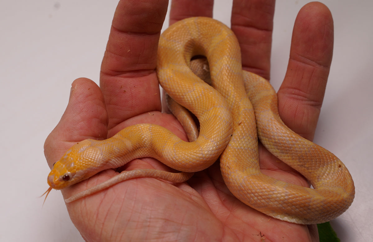 SALE! Male CBB Albino Puff Faced Water Snake - RARE!