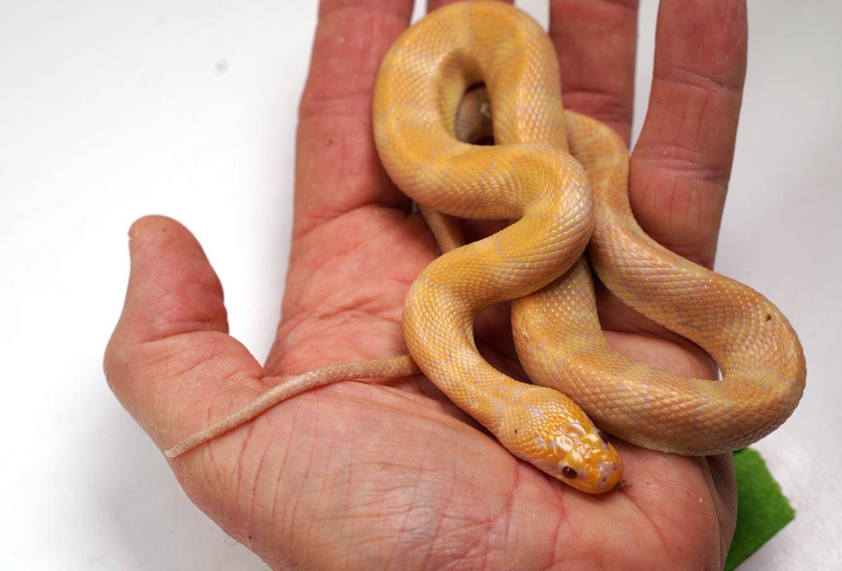 SALE! Male CBB Albino Puff Faced Water Snake - RARE!