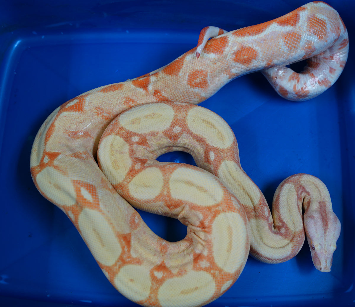 2020 Female Sunglow Roswell Possible Het Leopard Boa Constrictor.