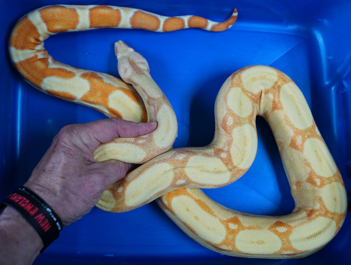 2020 Female Sunglow Roswell Possible Het Leopard Boa Constrictor.