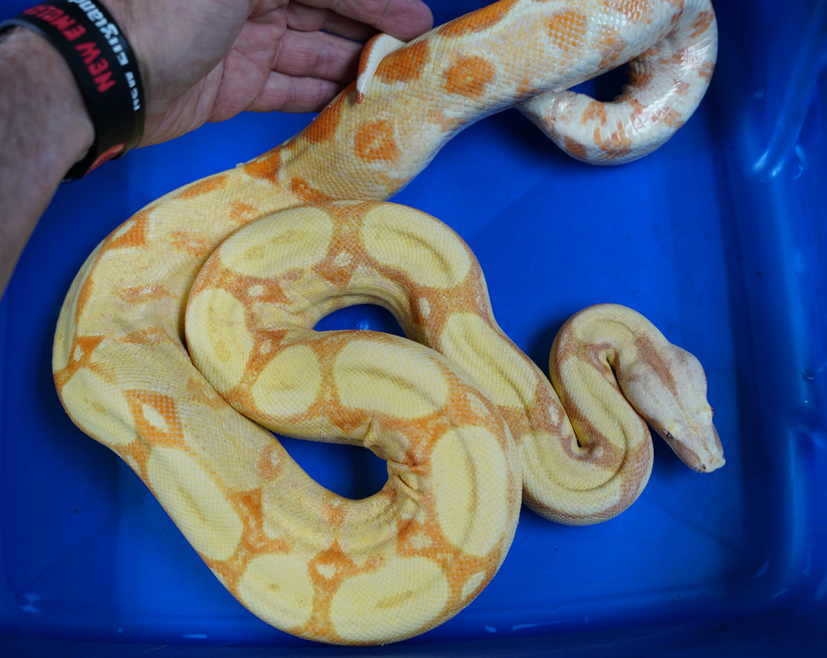 2020 Female Sunglow Roswell Possible Het Leopard Boa Constrictor.