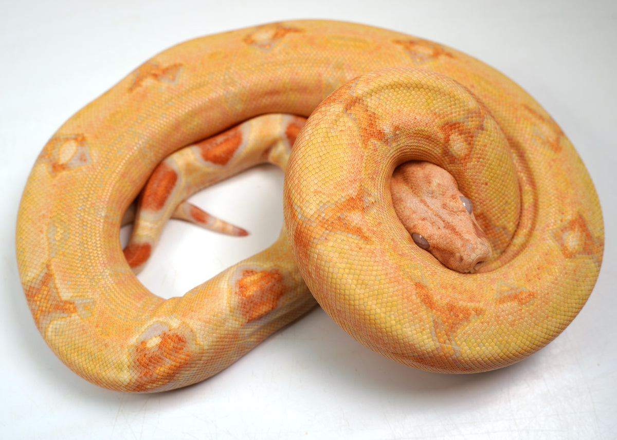 SALE! 2021 (Updated) Male Albino Lipstick Jungle (Poss IMG) Square Tail Boa Constrictor.