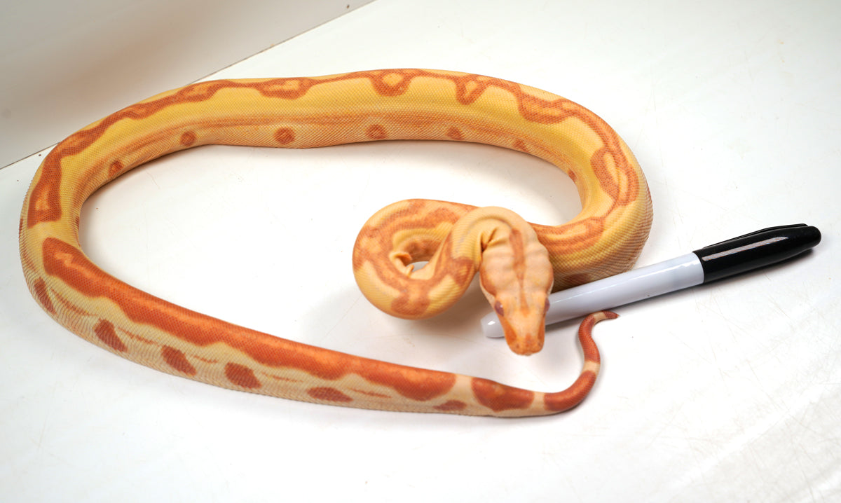 2022 Female Kahl Albino Lipstick Super Stripe Hypo Jungle Boa Constrictor