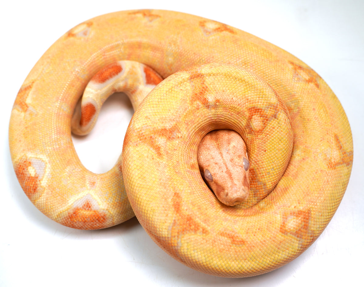 SALE! 2021 (Updated) Male Albino Lipstick Jungle (Poss IMG) Square Tail Boa Constrictor.