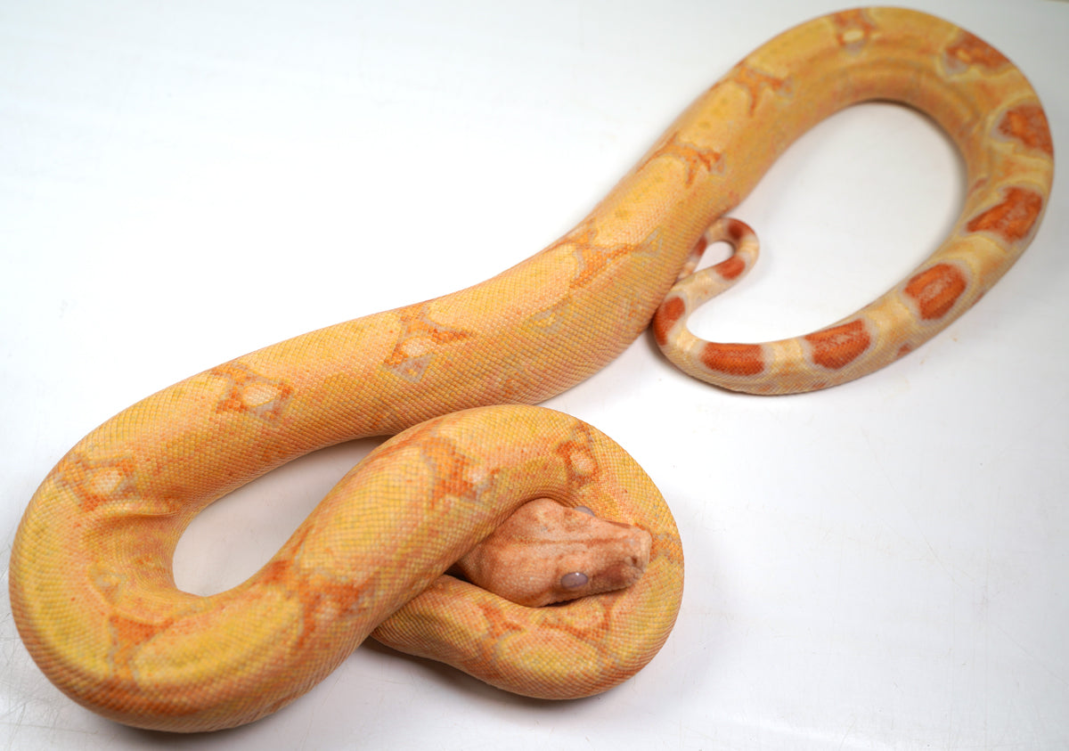 SALE! 2021 (Updated) Male Albino Lipstick Jungle (Poss IMG) Square Tail Boa Constrictor.