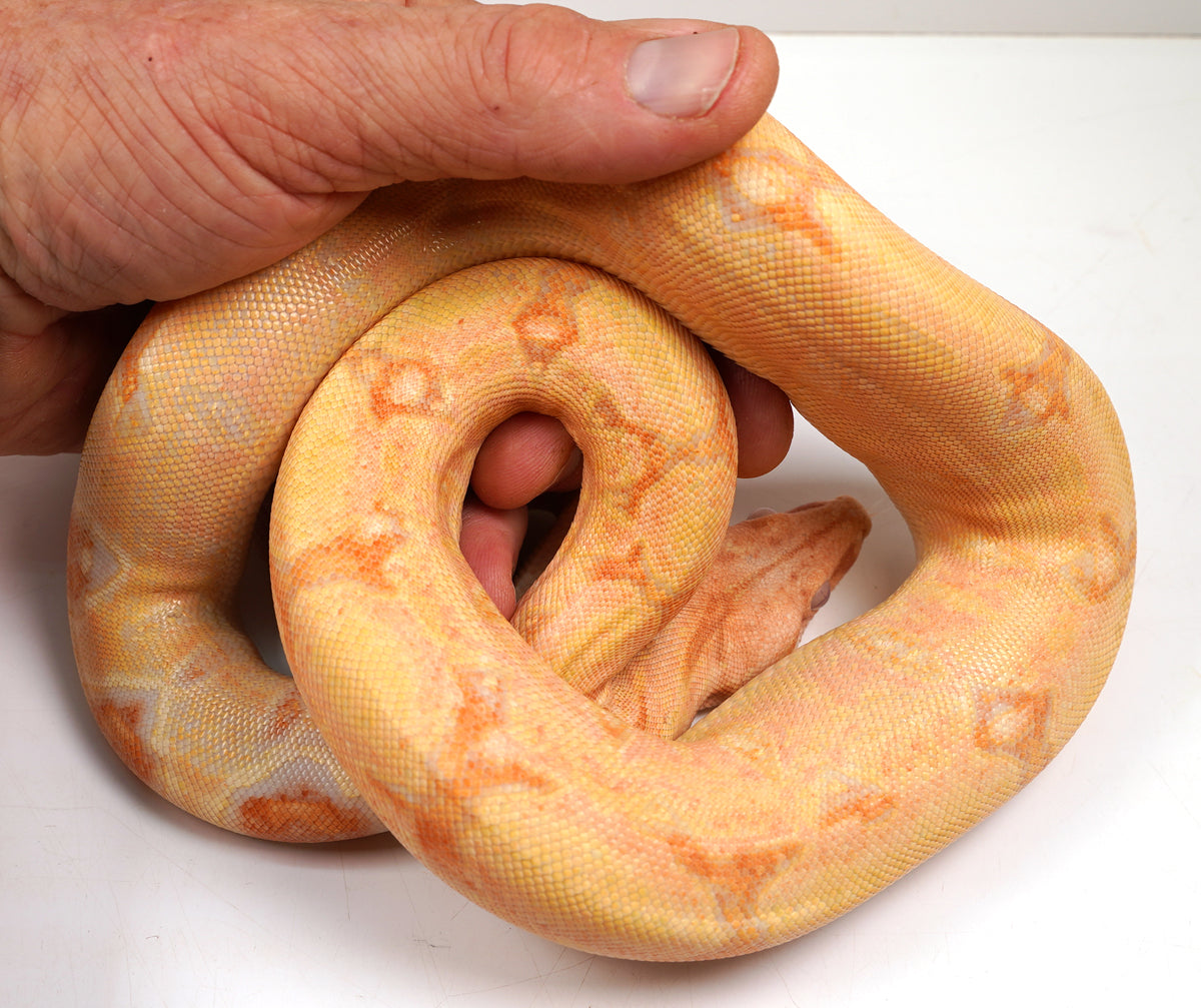 SALE! 2021 (Updated) Male Albino Lipstick Jungle (Poss IMG) Square Tail Boa Constrictor.