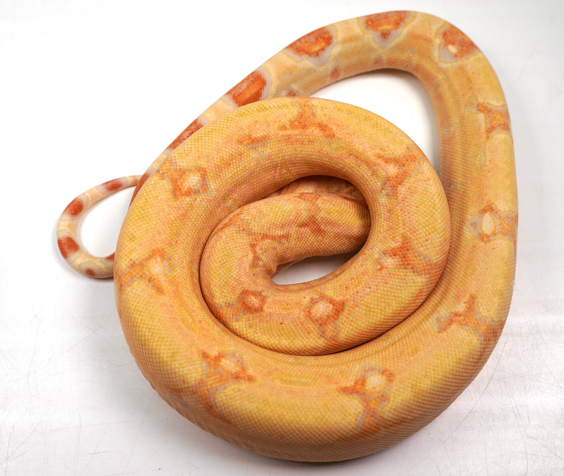 SALE! 2021 (Updated) Male Albino Lipstick Jungle (Poss IMG) Square Tail Boa Constrictor.