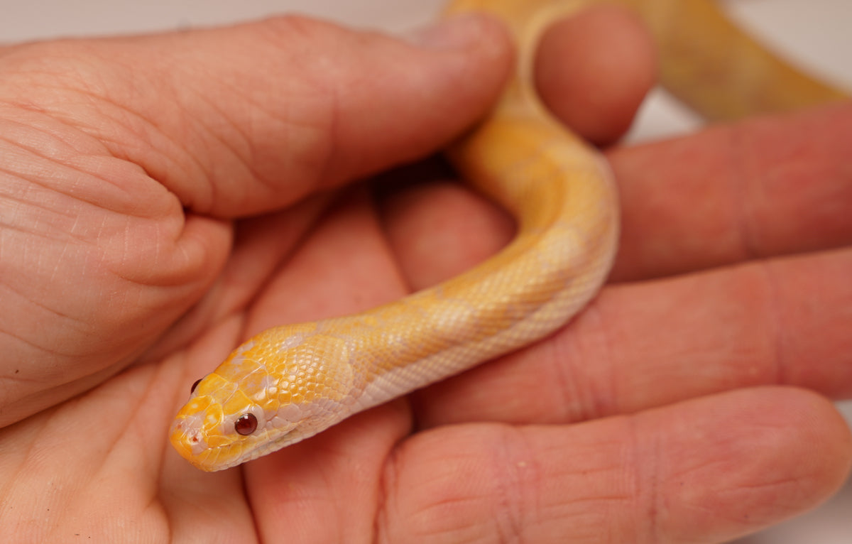SALE! CBB Albino Young Adult Male Puff Faced Water Snake - Rare