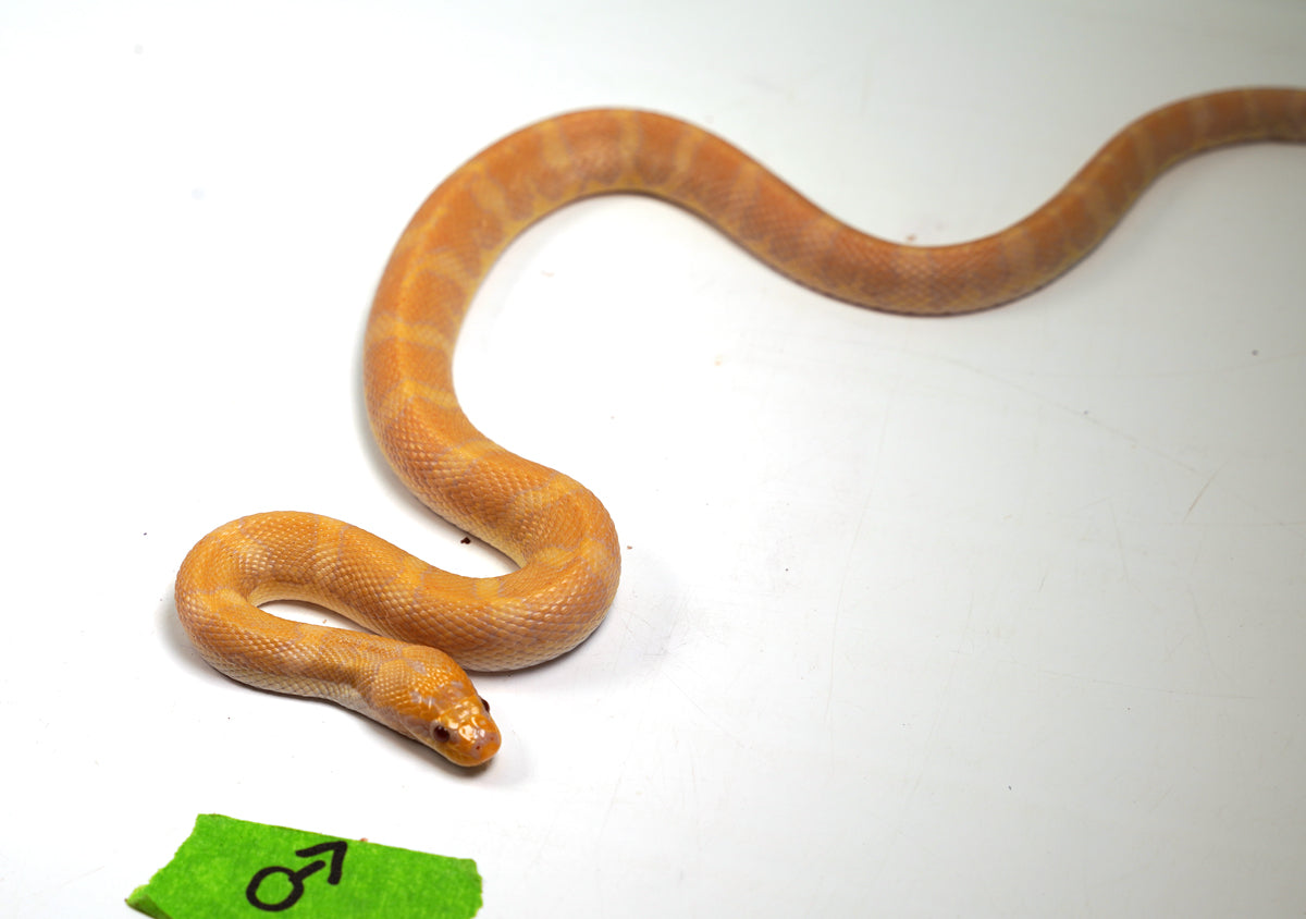SALE! Male CBB Albino Puff Faced Water Snake - RARE!