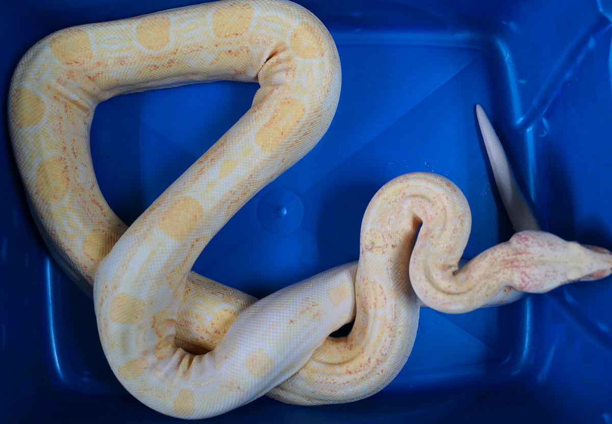 Female Kahl Albino Aztec Boa Constrictor - Coral Albino Line