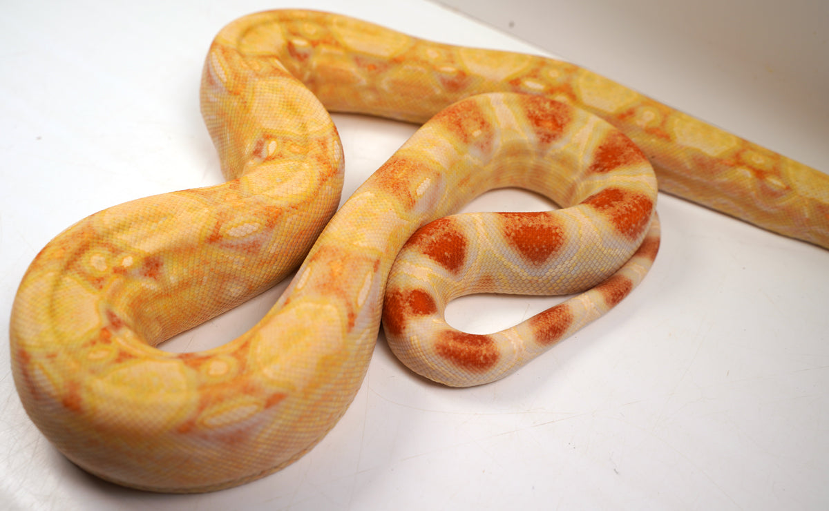 SALE! 2021 (Updated) Male Lipstick Albino Jungle IMG Boa Constrictor.