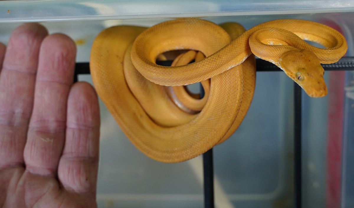 Captive Dropped Male Yellow Patternless Amazon Tree Boa