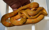 Load image into Gallery viewer, CB Female Candy Cane Amazon Tree Boa Sub Adult