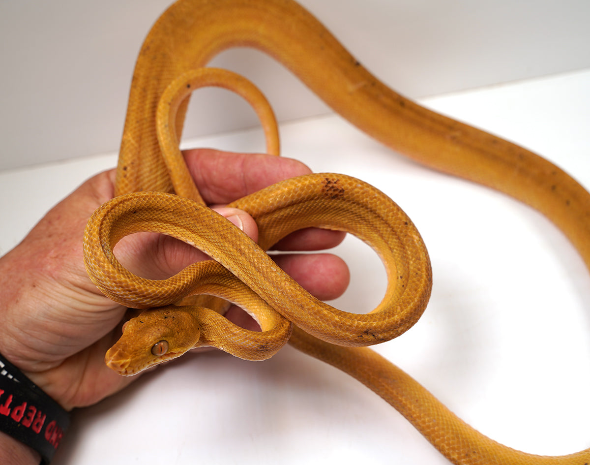 Breeder Male Amazon Tree Boa - Patternless Yellow