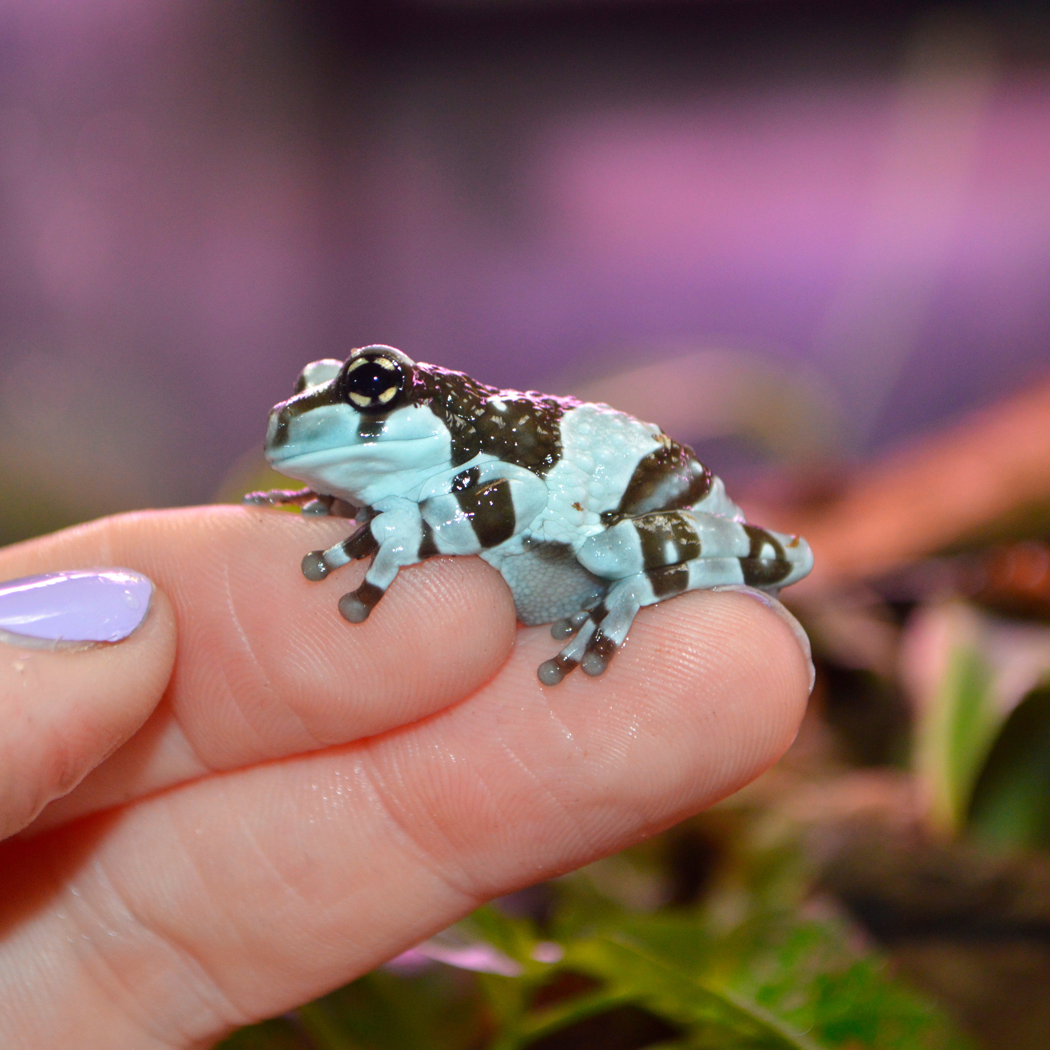 Captive Bred Juvenile Amazon Milk Frogs - Representative Photos