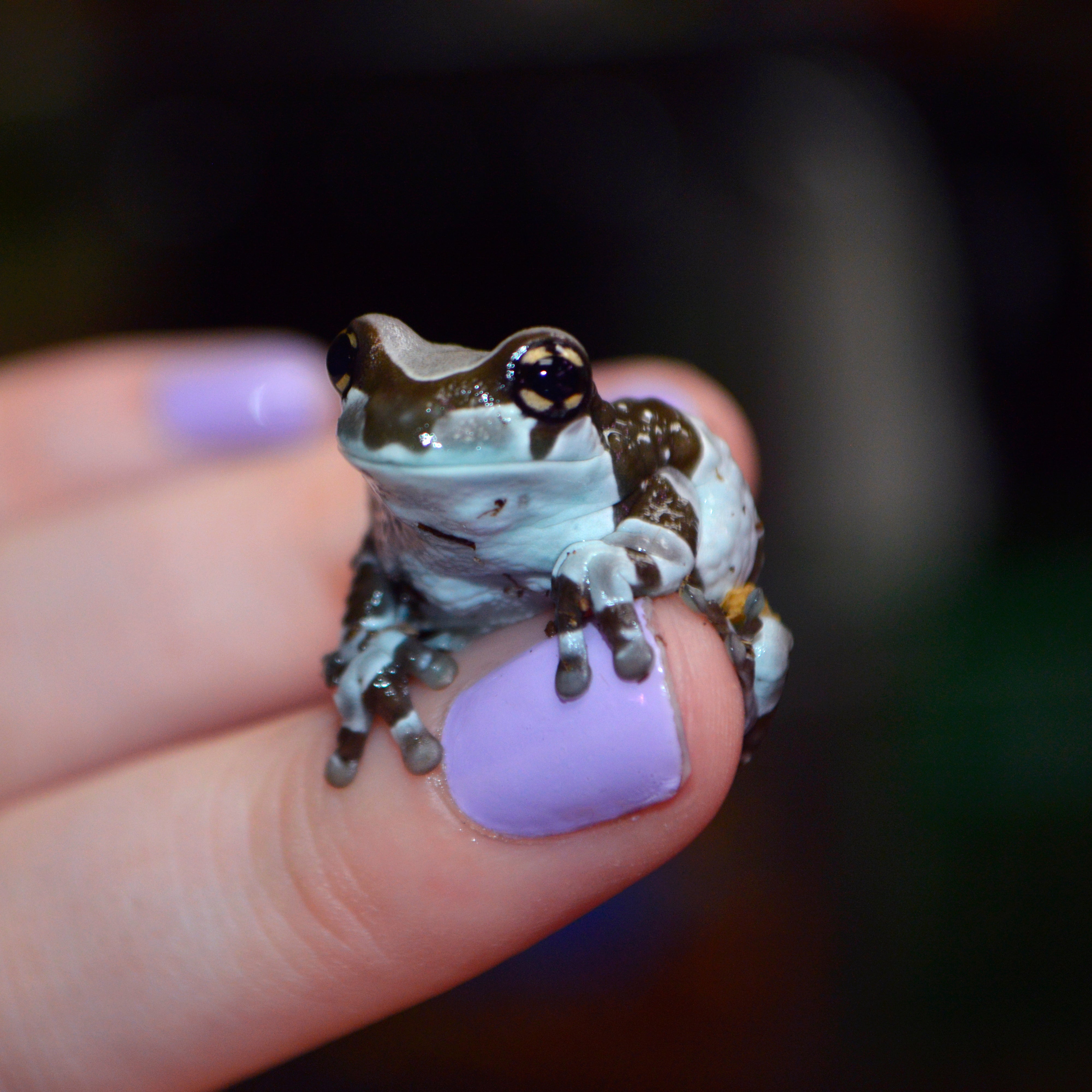 Captive Bred Juvenile Amazon Milk Frogs - Representative Photos