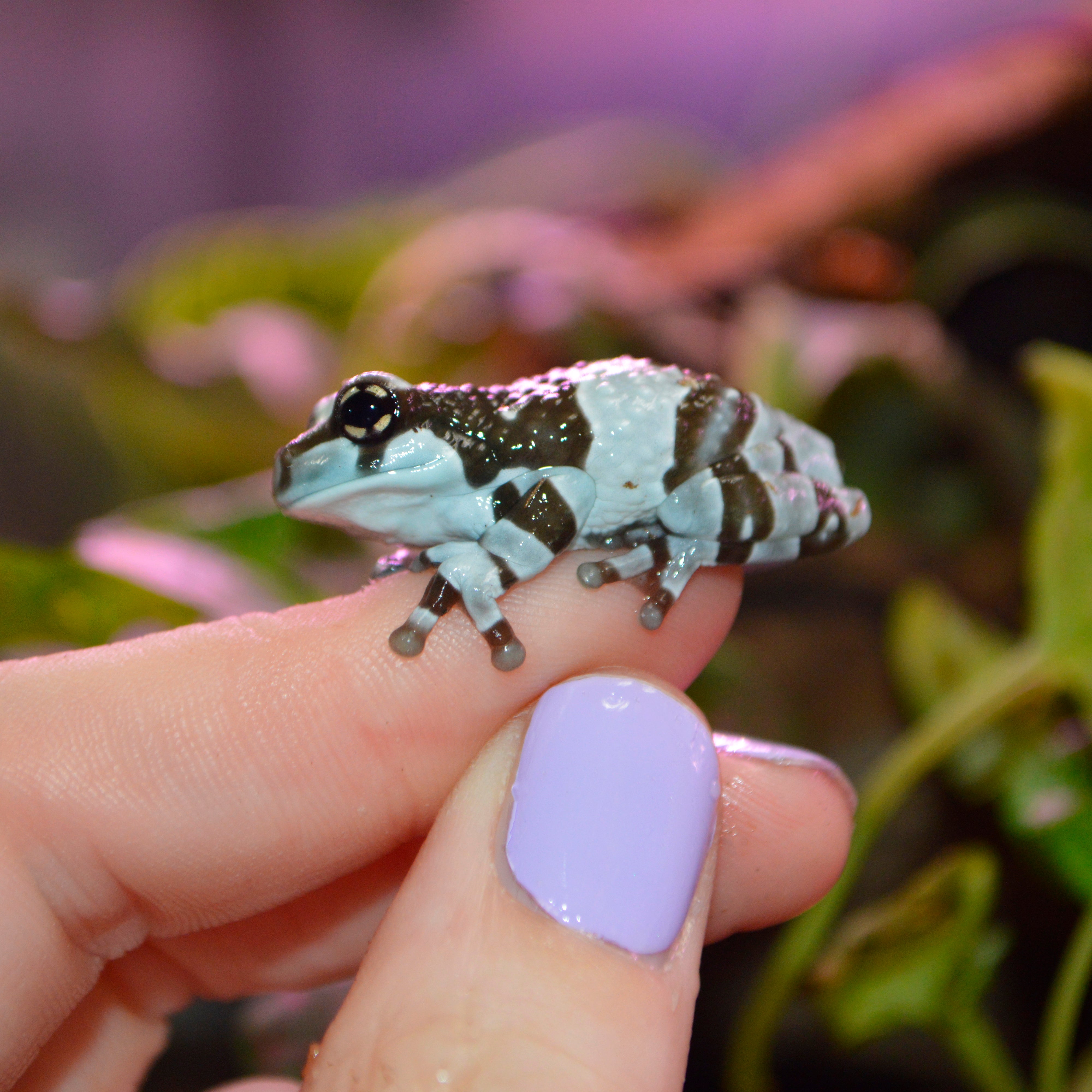 Captive Bred Juvenile Amazon Milk Frogs - Representative Photos