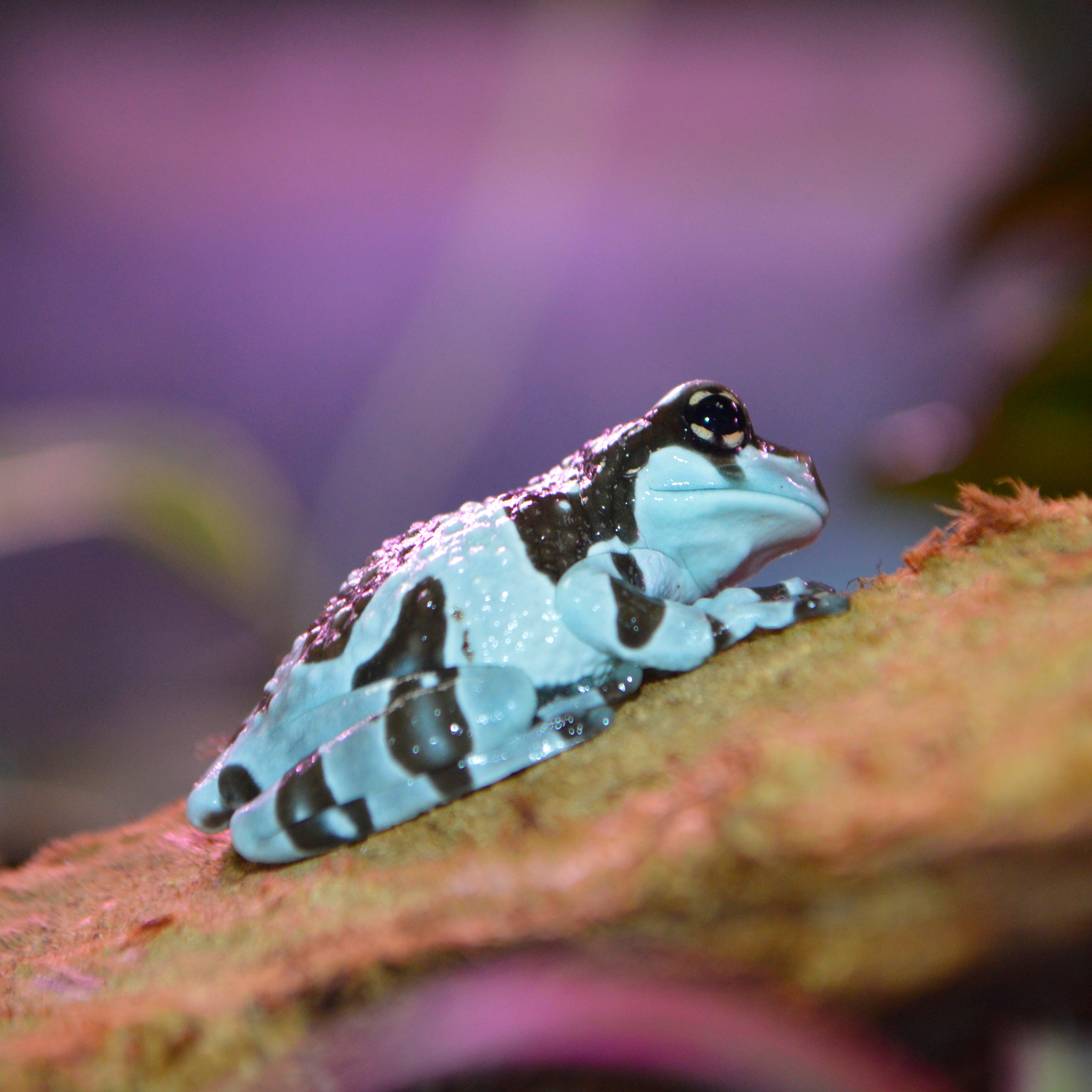 Captive Bred Juvenile Amazon Milk Frogs - Representative Photos