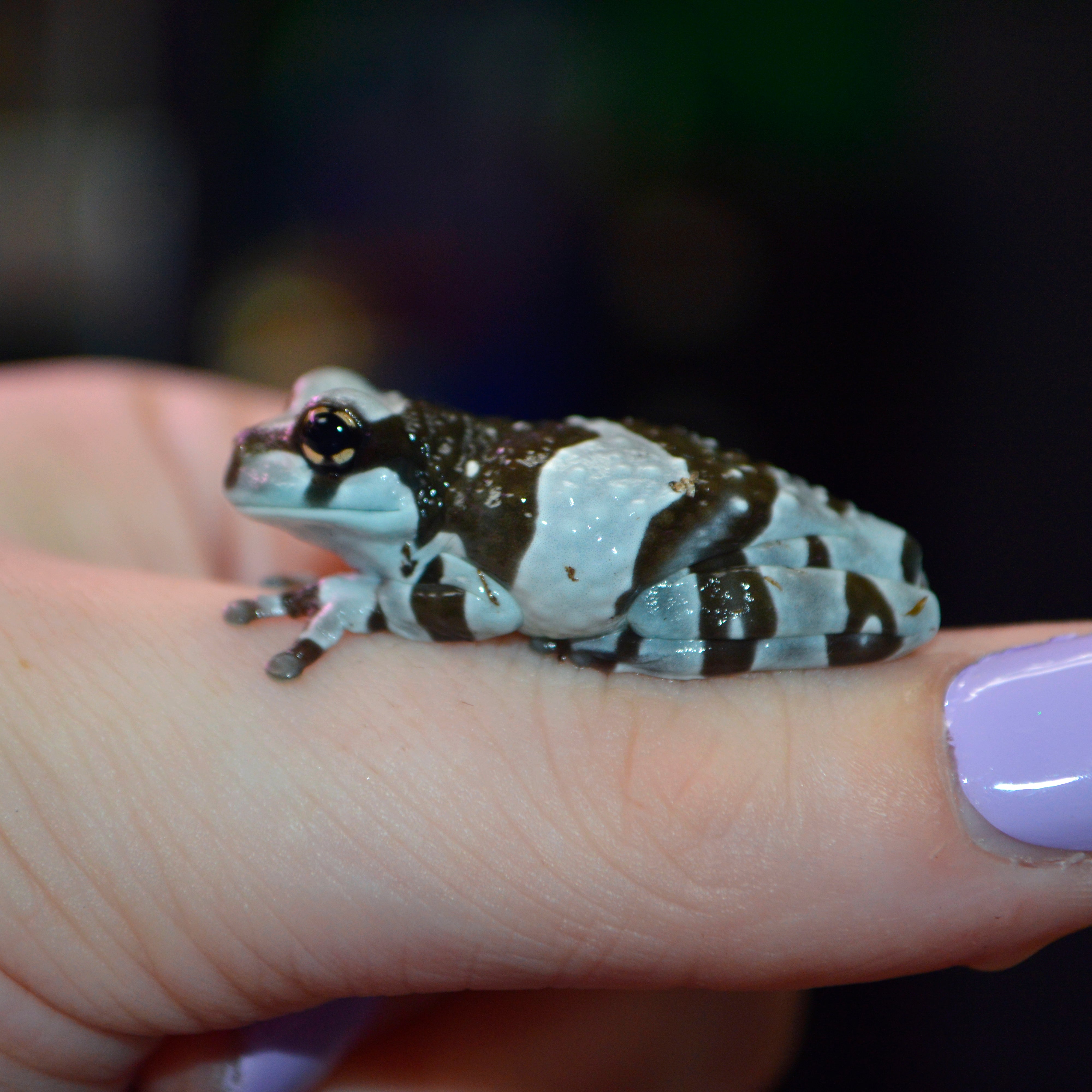 Captive Bred Juvenile Amazon Milk Frogs - Representative Photos